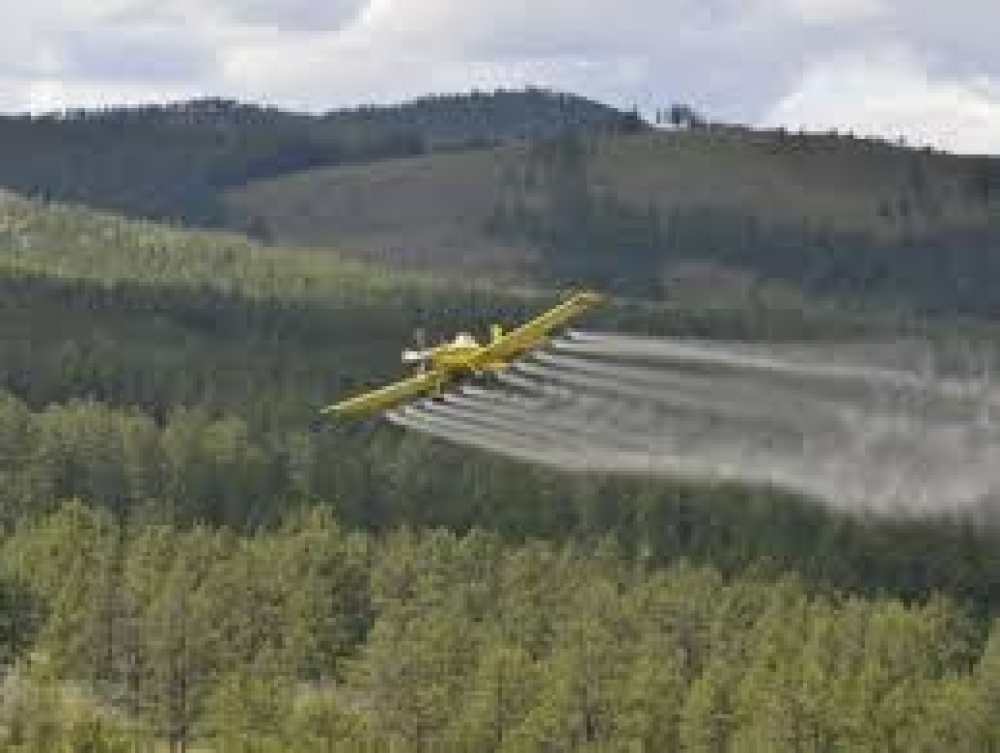 Ойн хөнөөлт шавж устгах ажил хийгдэж байна