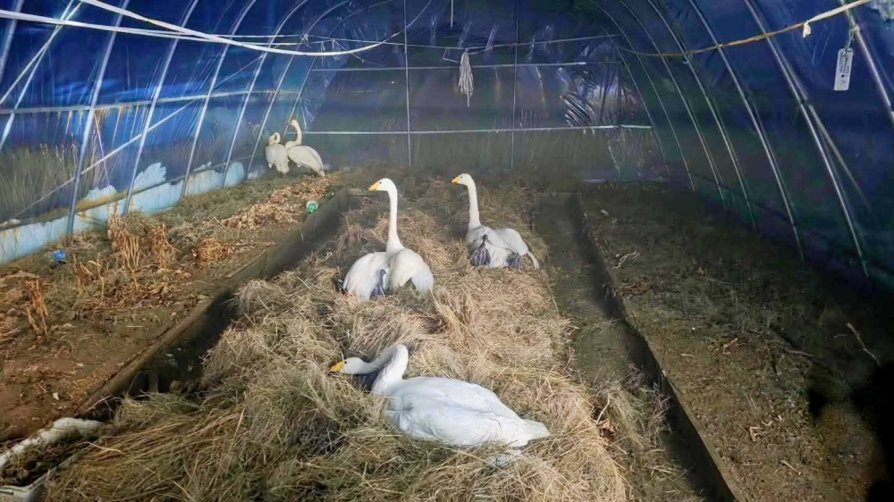 Намар буцаж чадалгүй үлдсэн таван хун шувууг сумын төвд авч иржээ