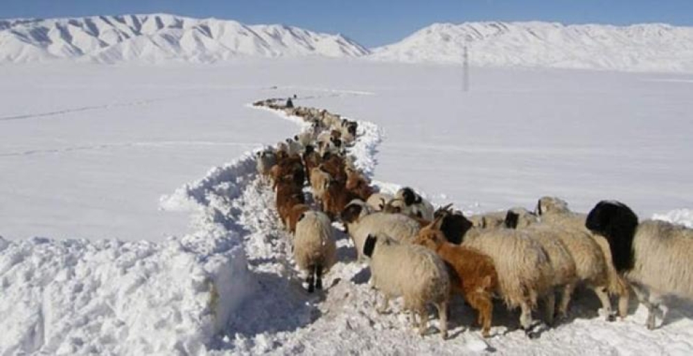 Баян-Өлгий, Увс, Ховдын ихэнх нутгаар зудын  эрсдэлтэй байна