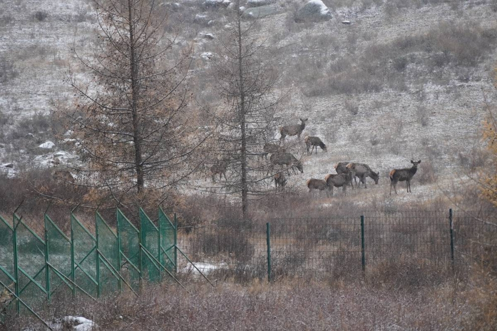 Богдхан уулын  хашаануудыг буулгаж эхэллээ