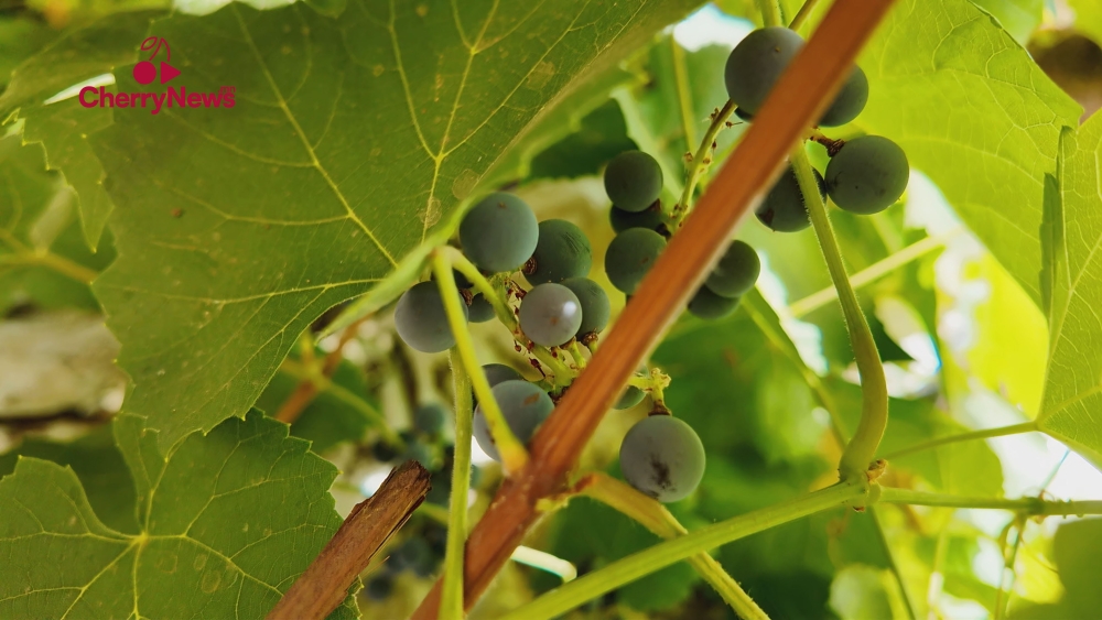 Монгол улсад 50 гаруй сортын усан үзэм тарьж байна