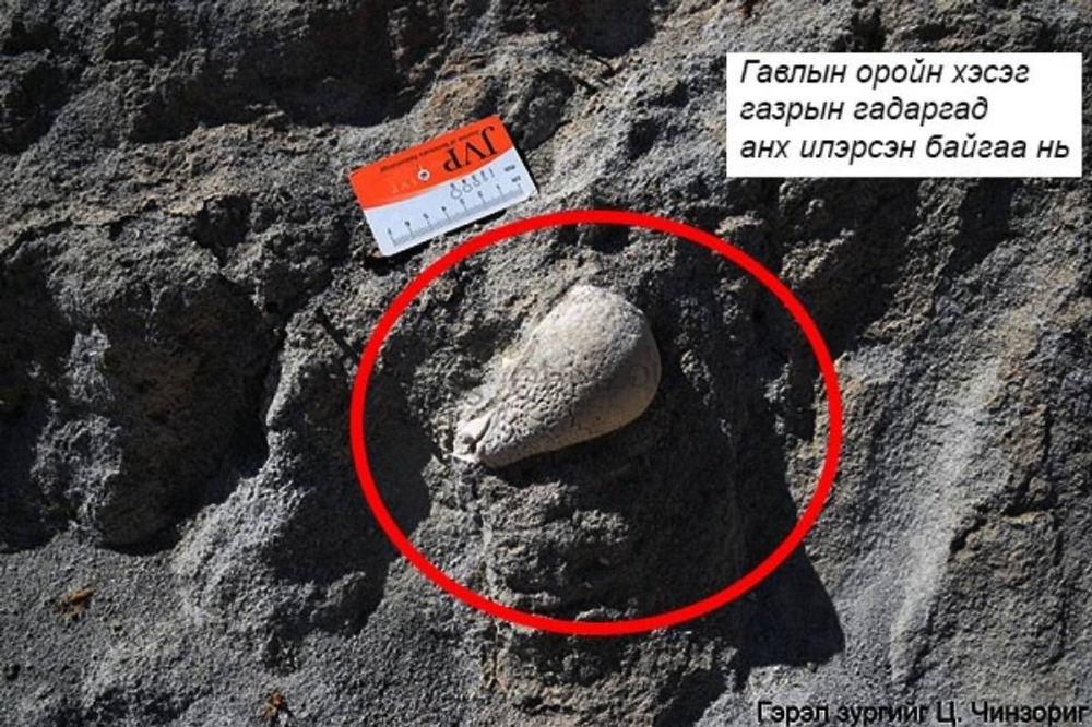 Монголын эрдэмтэд "Цул толгойт" үлэг гүрвэлийг илрүүллээ