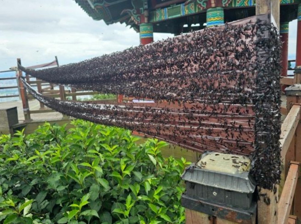 БНСУ хайр дурлалын шавжны эсрэг арга хэмжээг авч эхэллээ